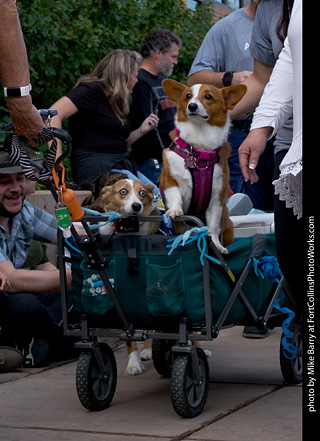 Tour de Corgi - Parade