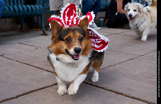 Tour de Corgi - Parade