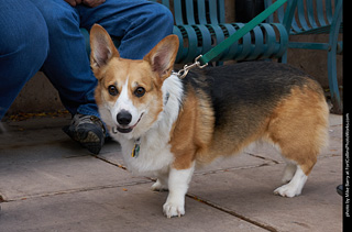 Tour de Corgi - Parade