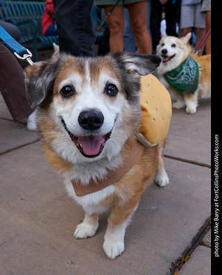 Tour de Corgi - Parade