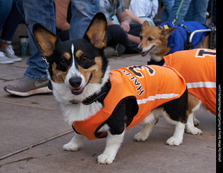 Tour de Corgi - Parade