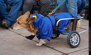 Tour de Corgi - Parade