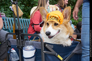 Tour de Corgi - Parade