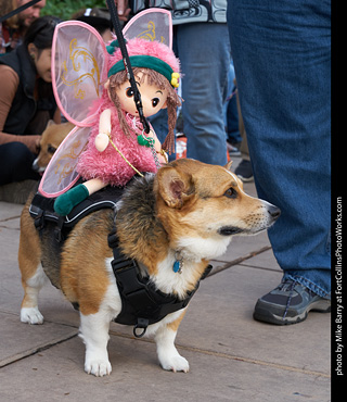 Tour de Corgi - Parade