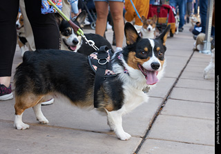 Tour de Corgi - Parade