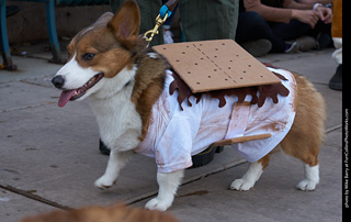Tour de Corgi - Parade