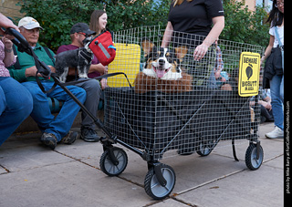 Tour de Corgi - Parade
