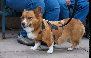 Tour de Corgi - Parade