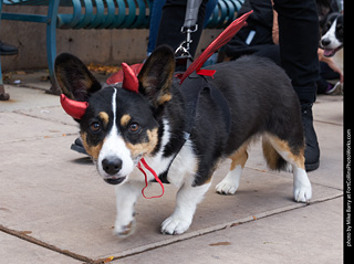 Tour de Corgi - Parade