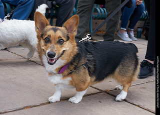 Tour de Corgi - Parade