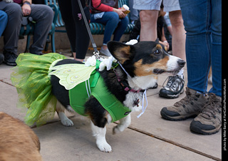Tour de Corgi - Parade