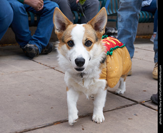 Tour de Corgi - Parade
