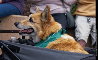 Tour de Corgi - Parade