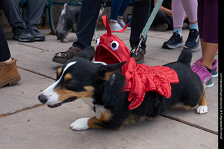 Tour de Corgi - Parade