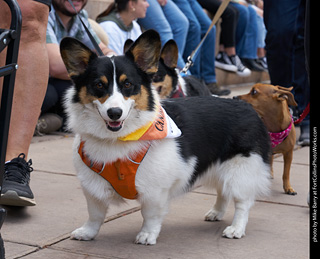 Tour de Corgi - Parade