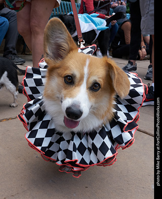 Tour de Corgi - Parade