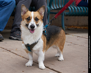Tour de Corgi - Parade