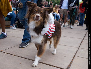 Tour de Corgi - Parade