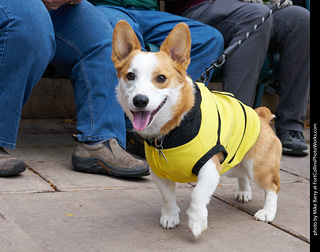 Tour de Corgi - Parade
