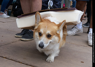 Tour de Corgi - Parade