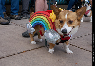 Tour de Corgi - Parade