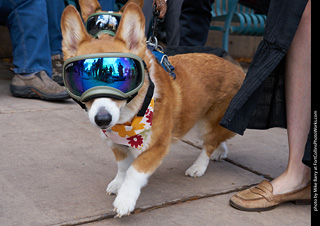 Tour de Corgi - Parade