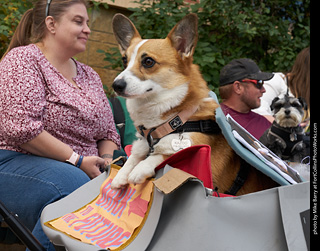 Tour de Corgi - Parade