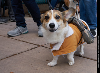 Tour de Corgi - Parade