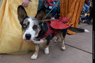 Tour de Corgi - Parade