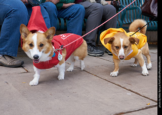 Tour de Corgi - Parade