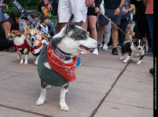 Tour de Corgi - Parade