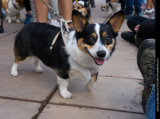 Tour de Corgi - Parade