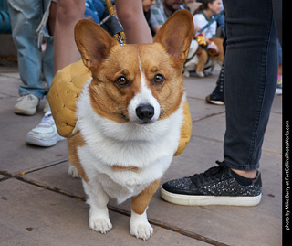 Tour de Corgi - Parade