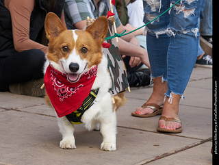 Tour de Corgi - Parade