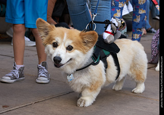 Tour de Corgi - Parade