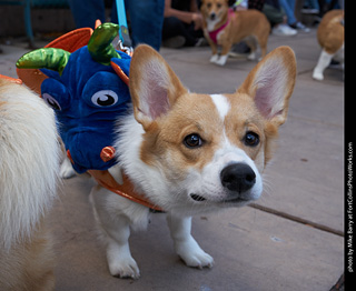 Tour de Corgi - Parade