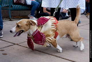 Tour de Corgi - Parade