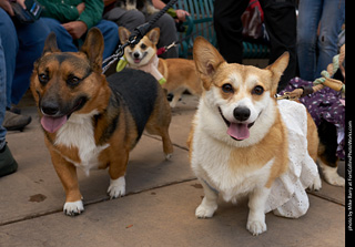 Tour de Corgi - Parade