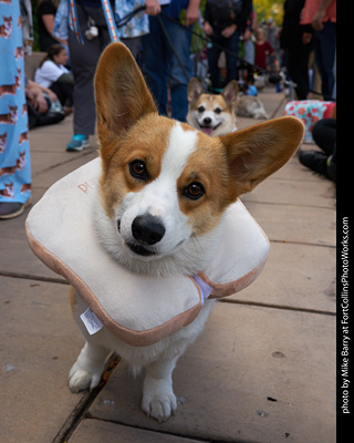 Tour de Corgi - Parade