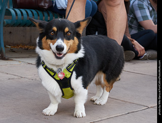 Tour de Corgi - Parade