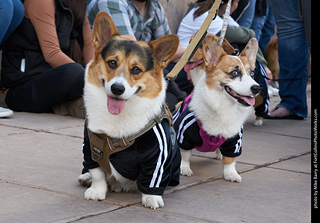 Tour de Corgi - Parade