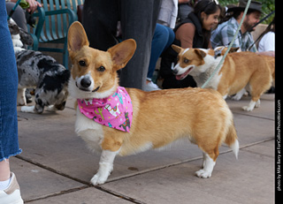 Tour de Corgi - Parade