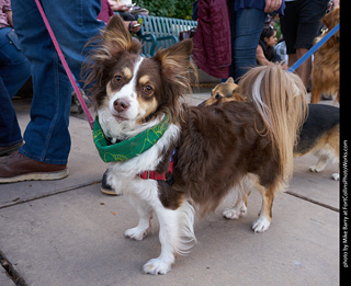 Tour de Corgi - Parade