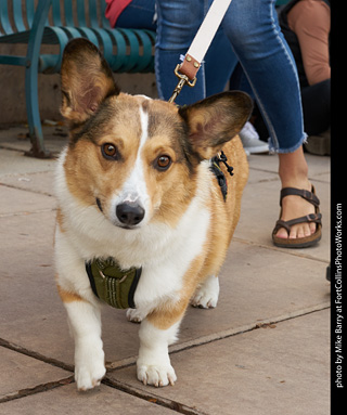 Tour de Corgi - Parade