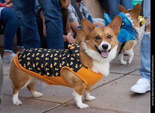 Tour de Corgi - Parade