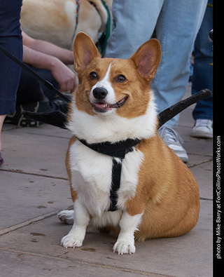 Tour de Corgi - Parade