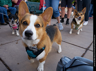 Tour de Corgi - Parade