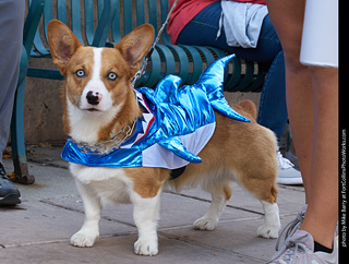 Tour de Corgi - Parade