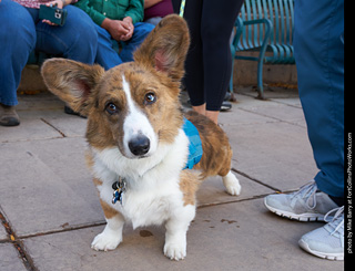 Tour de Corgi - Parade