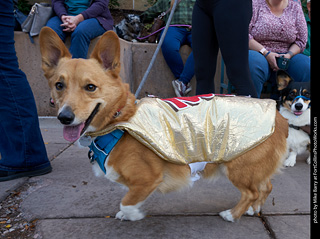 Tour de Corgi - Parade